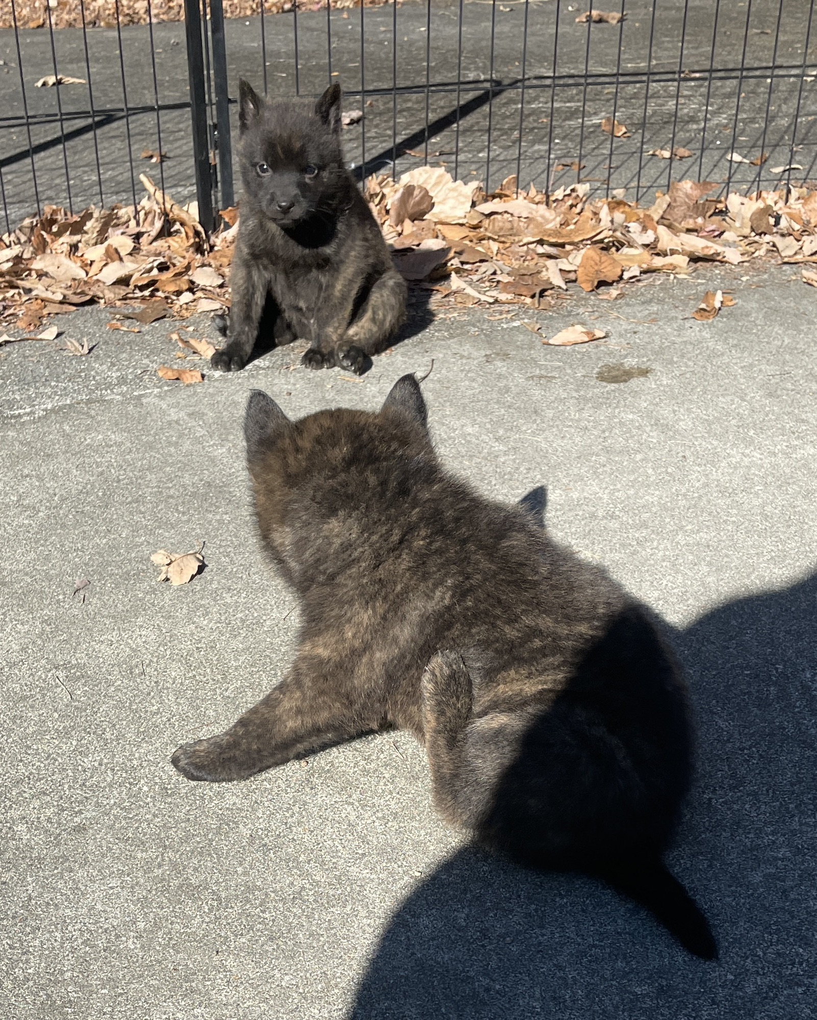 子犬生後40日、飼い主様決まりました | 甲斐犬 源狼犬舎 子犬生後40日、飼い主様決まりました | 甲斐犬 源狼犬舎