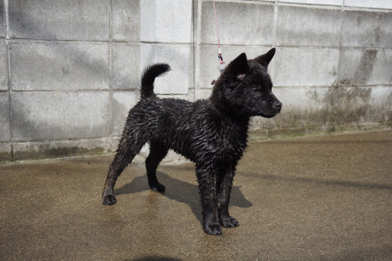 飛龍3ヶ月半 甲斐犬 源狼犬舎