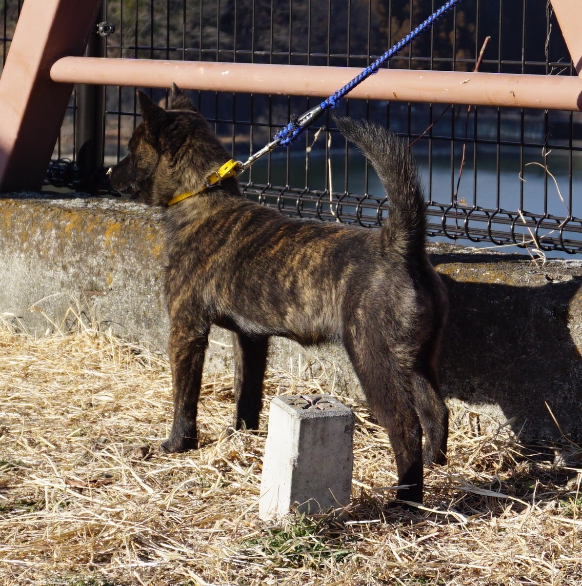 玲瓏 ８ヵ月 青嵐 ４ヵ月 甲斐犬 源狼犬舎