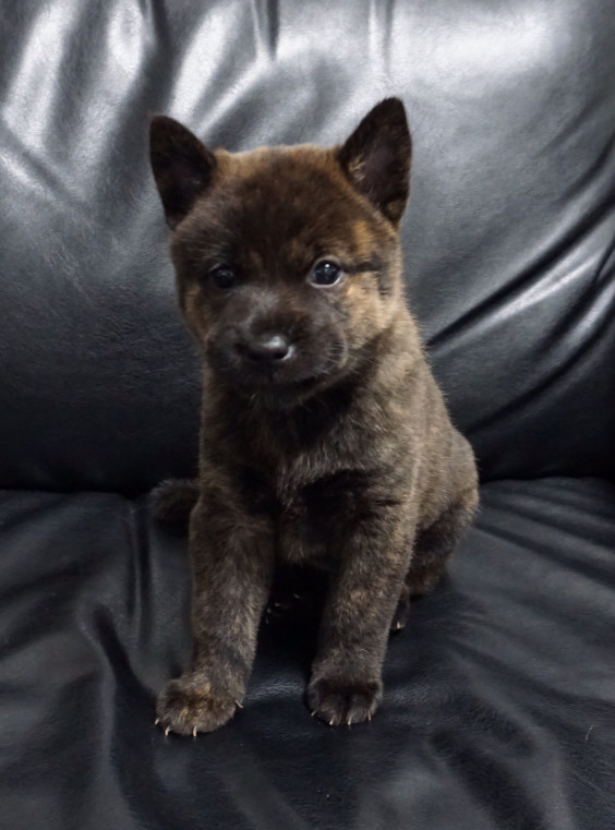 子犬35日 甲斐犬 源狼犬舎