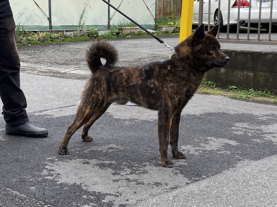 子犬飼い主様募集 愛知県 甲斐犬 源狼犬舎