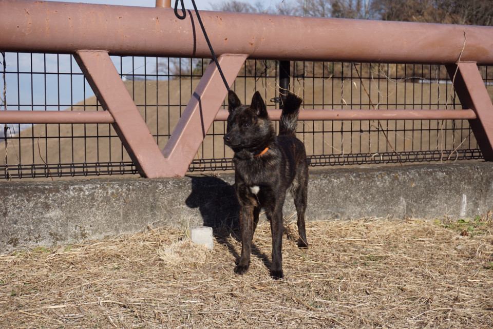 玲瓏 ８ヵ月 青嵐 ４ヵ月 甲斐犬 源狼犬舎