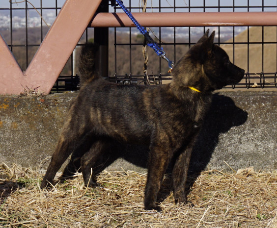 玲瓏 ８ヵ月 青嵐 ４ヵ月 甲斐犬 源狼犬舎