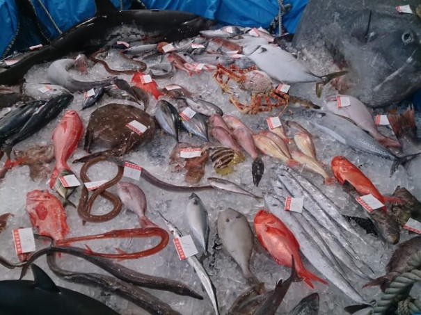 静岡県の美味い魚 Yokachan33 S Ownd 静岡県の美味い魚 Yokachan33 S Ownd