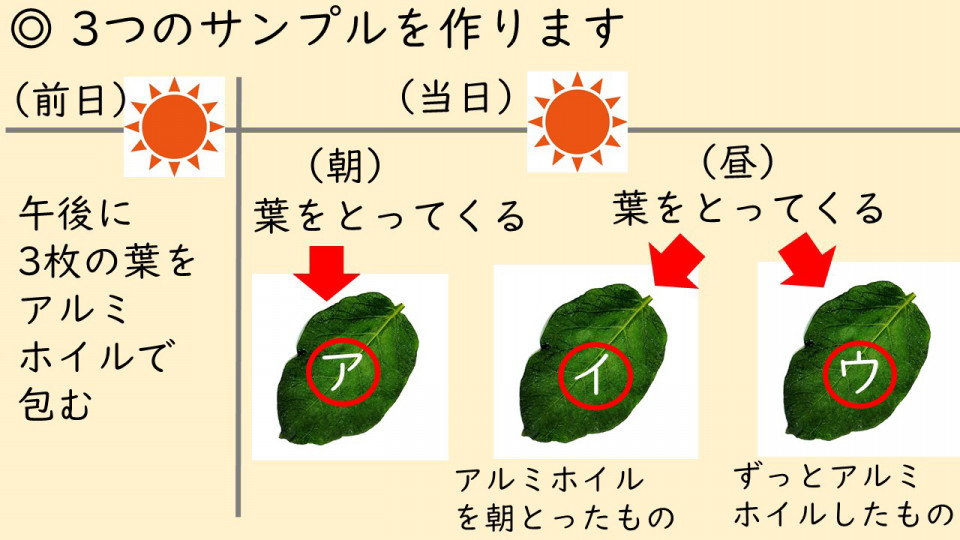 6年植物の成長と日光の関わり Kashipro カシプロ 小学校の理科とプログラミング