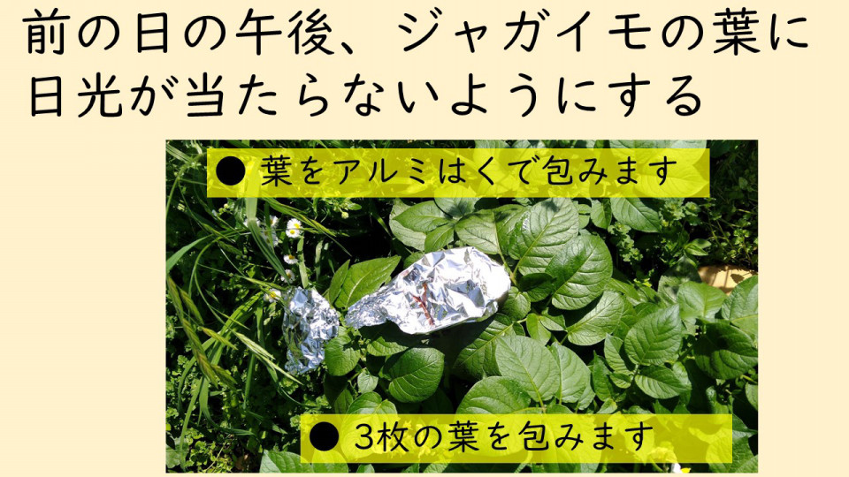 6年植物の成長と日光の関わり Kashipro カシプロ 小学校の理科とプログラミング