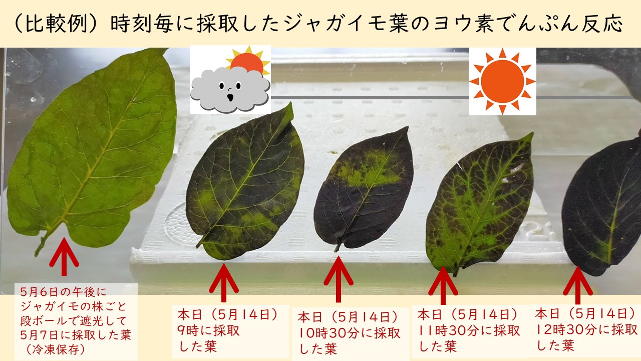 6年植物の成長と日光の関わり 小学校の理科とプログラミング