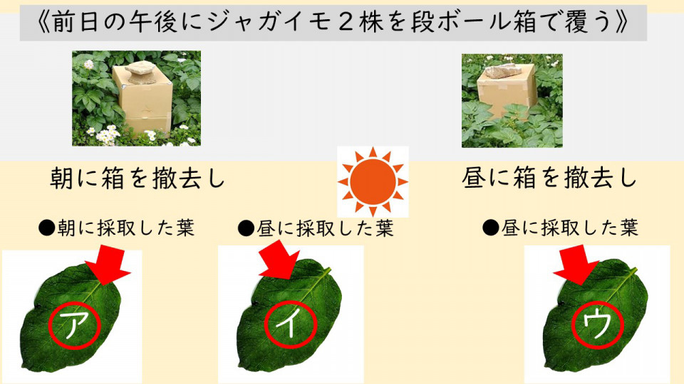 6年植物の成長と日光の関わり Kashipro カシプロ 小学校の理科とプログラミング