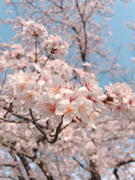 飯能市桜祭り 谷広告デザイン Tani Pablicity Design Office