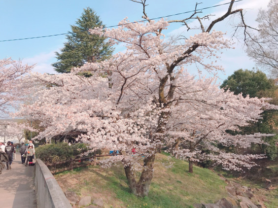 飯能市桜祭り 谷広告デザイン Tani Pablicity Design Office