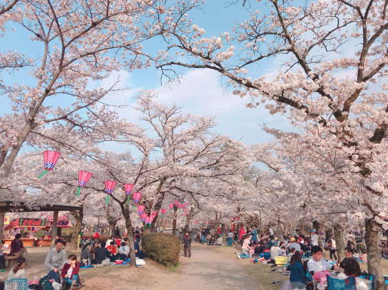 飯能市桜祭り 谷広告デザイン Tani Pablicity Design Office 飯能市桜祭り 谷広告デザイン Tani Pablicity Design Office