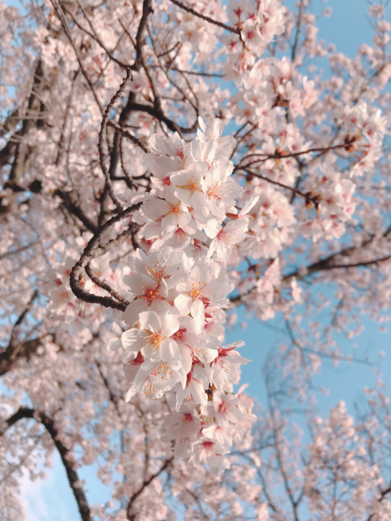 飯能市桜祭り 谷広告デザイン Tani Pablicity Design Office 飯能市桜祭り 谷広告デザイン Tani Pablicity Design Office
