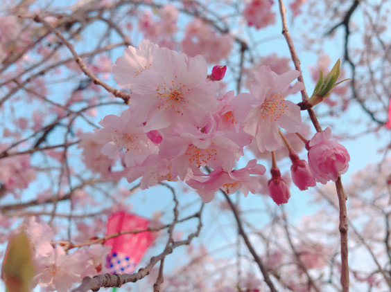 飯能市桜祭り 谷広告デザイン Tani Pablicity Design Office