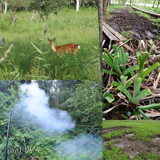 尾瀬国立公園のシカ食害問題 かんみどころ 観魅処 観光の魅力発見 観光コンサルタントの魅力満喫 観光ガイド