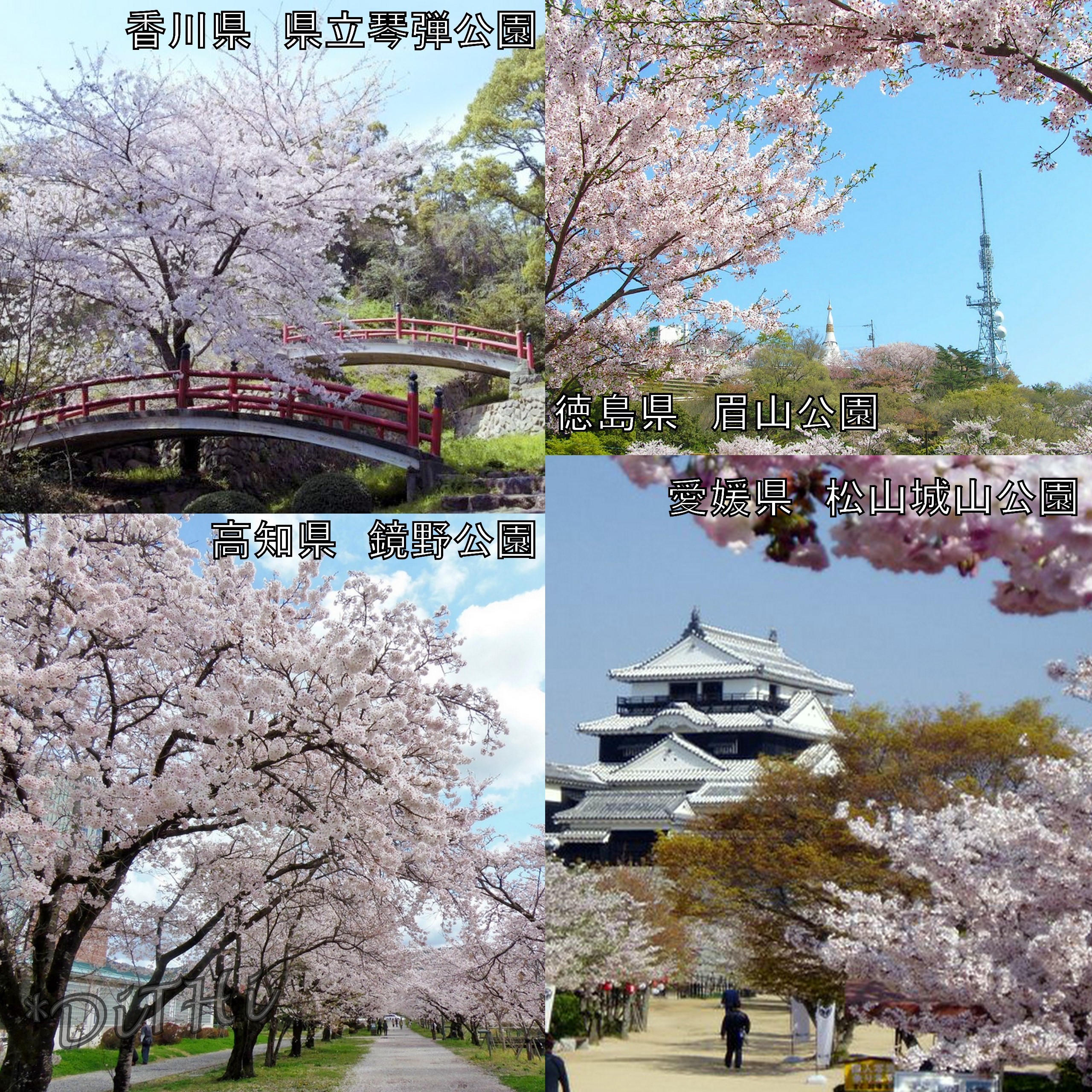 16年の桜はドコで 47都道府県 桜の旅 3 かんみどころ 観魅処 観光の魅力発見 観光コンサルタントの魅力満喫 観光ガイド