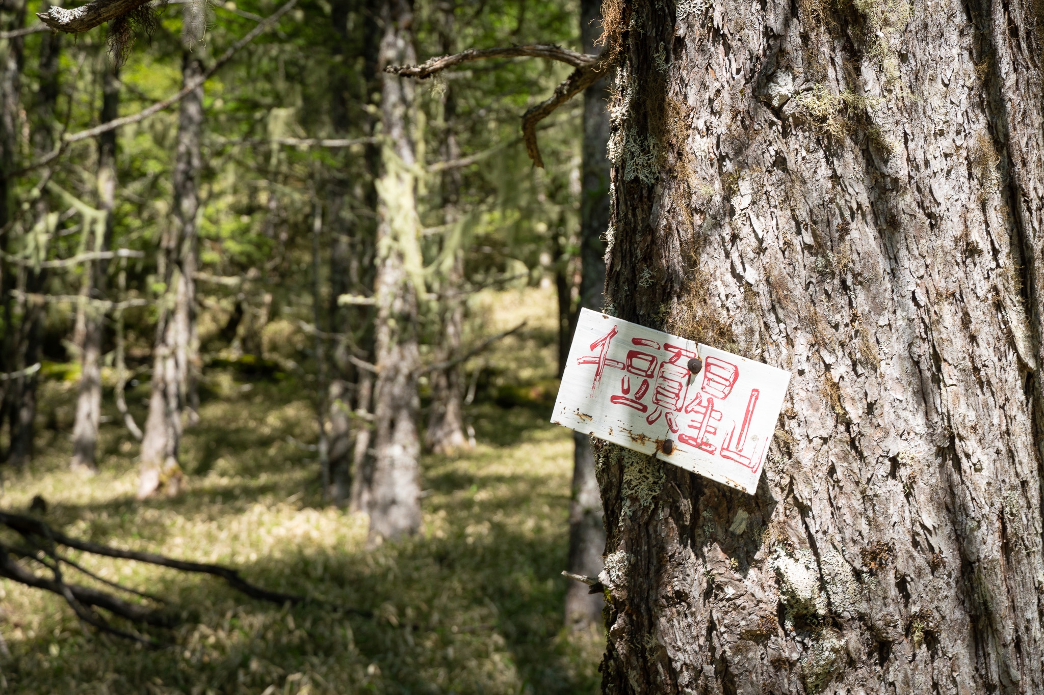 山百チャレンジ29,30座目 甘利山 千頭星山】山を覆いつくす赤い