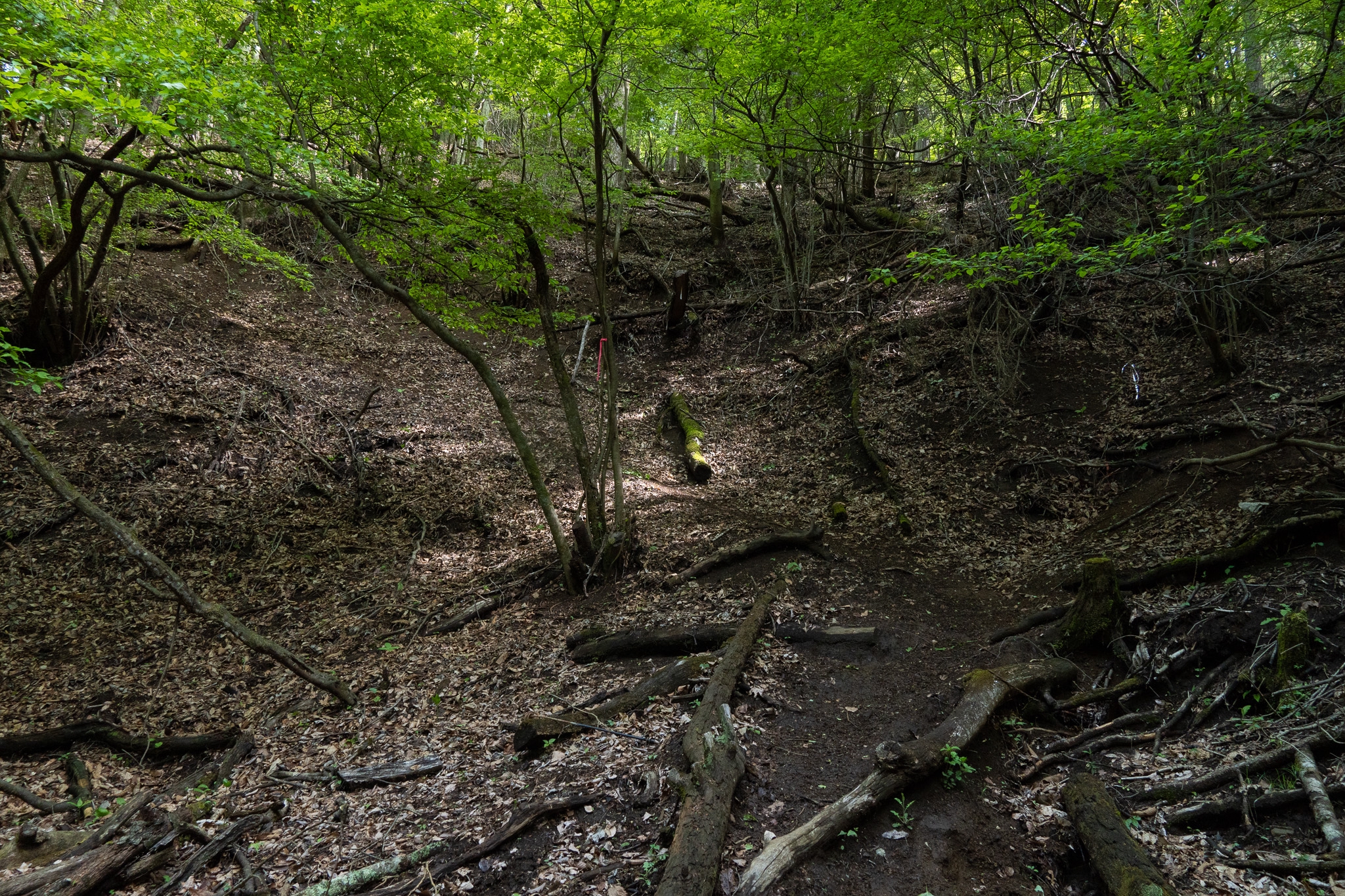 山百チャレンジ16,17座目 今倉山/菜畑山】新緑のシャワーを浴びて進む