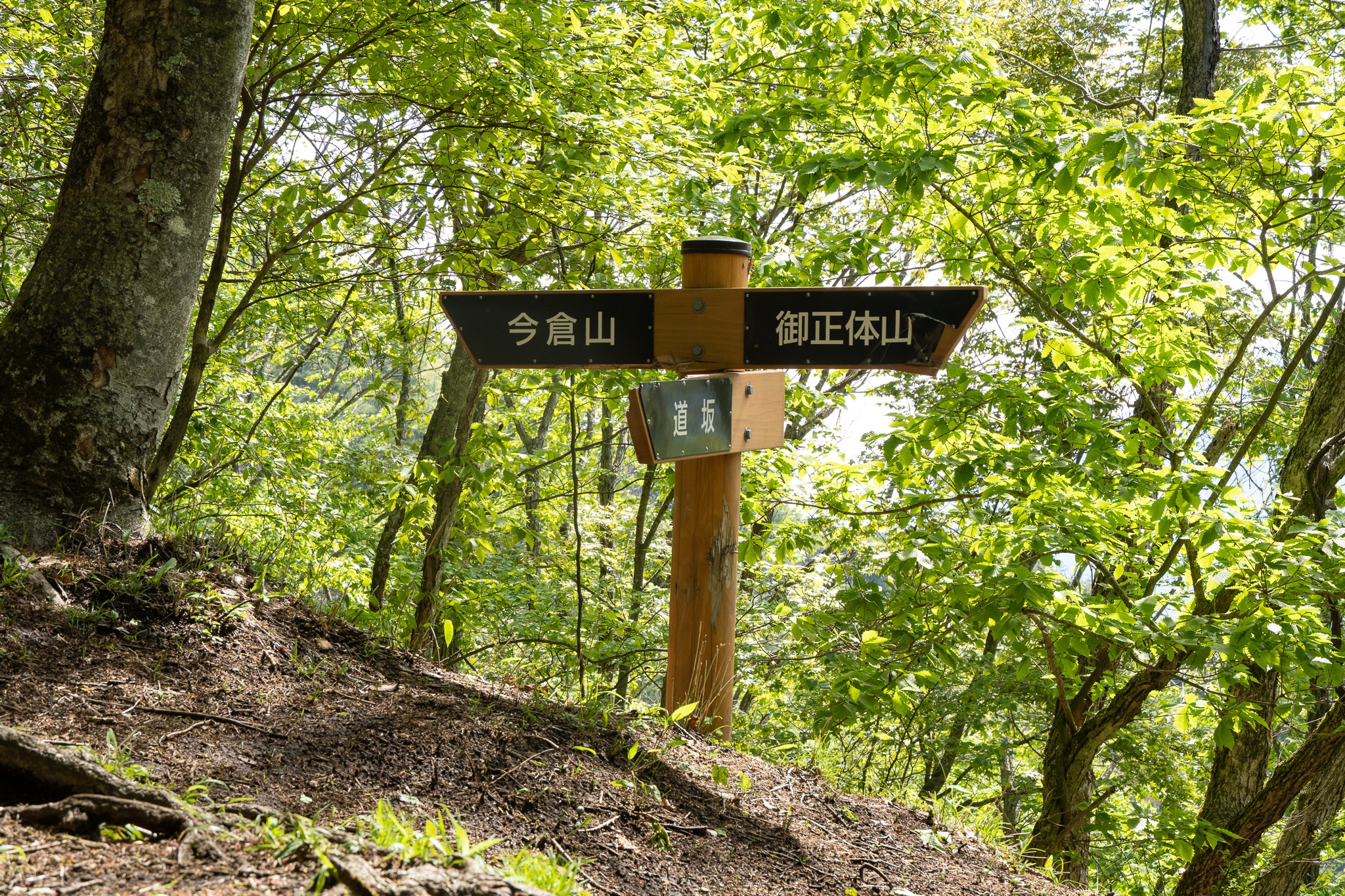 山百チャレンジ16,17座目 今倉山/菜畑山】新緑のシャワーを浴び