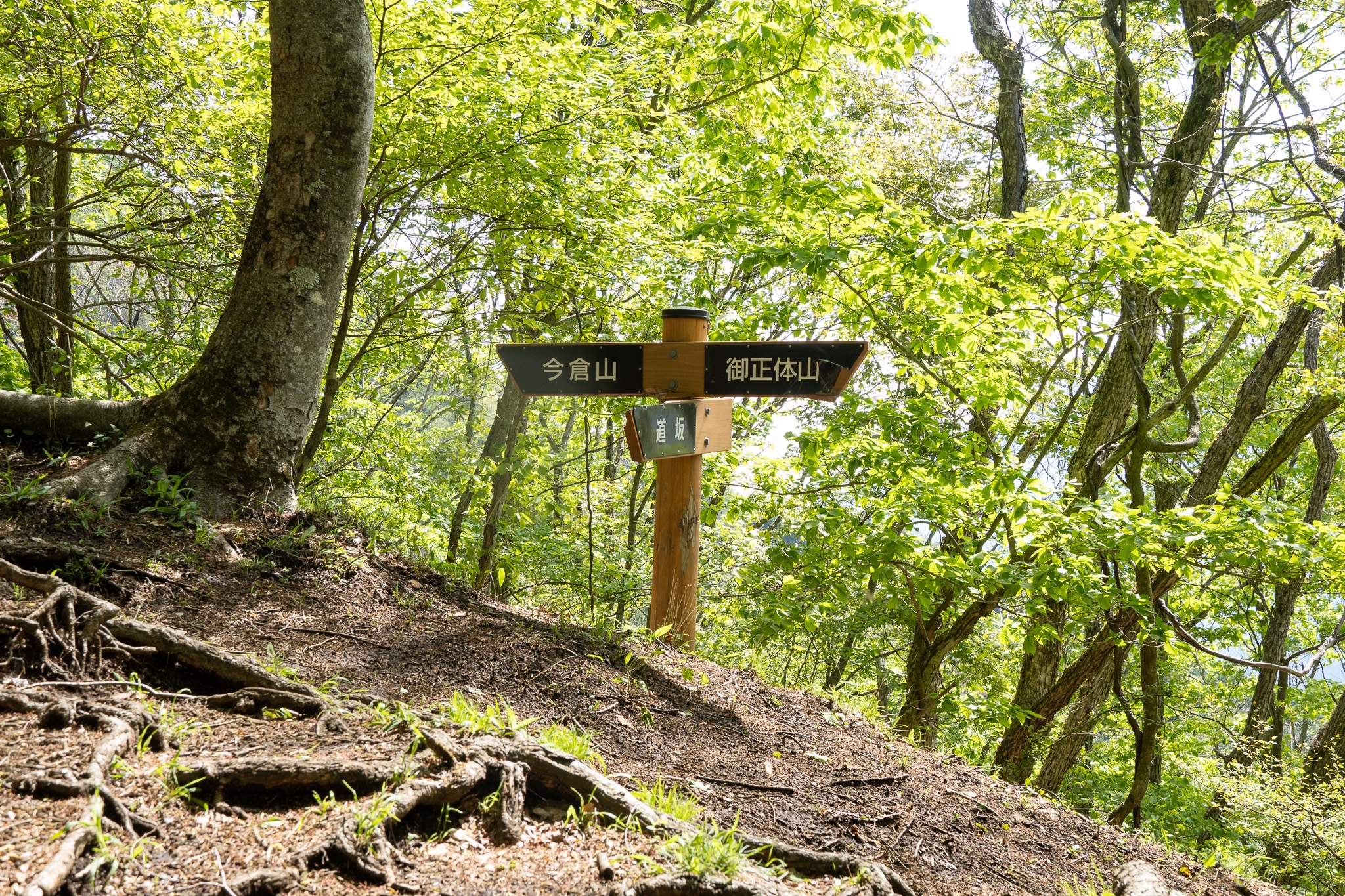 山百チャレンジ16,17座目 今倉山/菜畑山】新緑のシャワーを浴びて進む