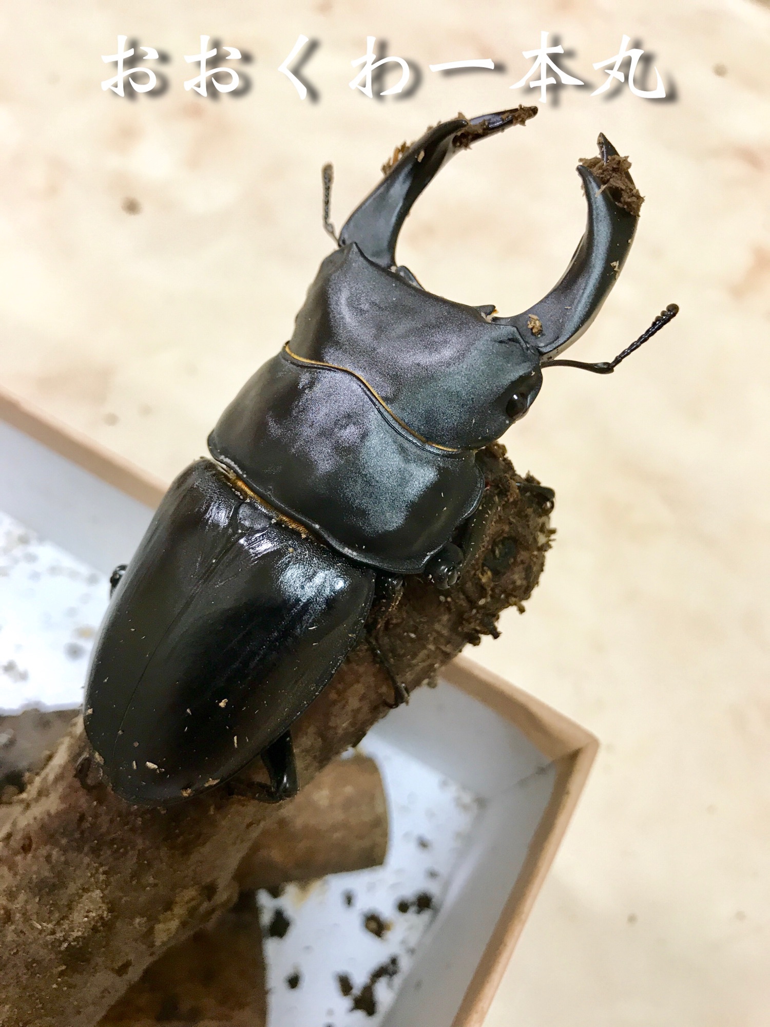 え*読様 オオコクワガタWF1 大型63㎜　超珍品 え*読様 オオコクワガタWF1 大型63㎜ 超珍品 - メルカリ