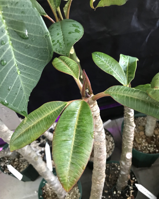 プルメリアを育てる Led植物育成ライトを導入するvol 6 Secret Garden Asahi について プルメリアを育てる Led植物育成ライトを導入するvol 6 Secret Garden Asahi について
