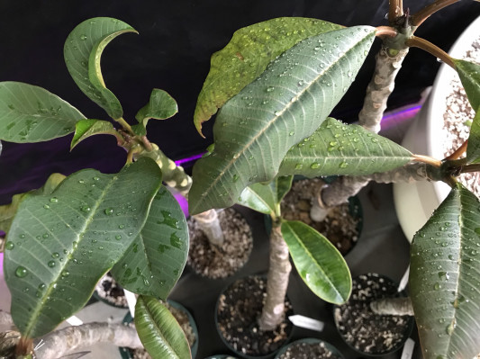 プルメリアを育てる Led植物育成ライトを導入するvol 6 Secret Garden Asahi について プルメリアを育てる Led植物育成ライトを導入するvol 6 Secret Garden Asahi について