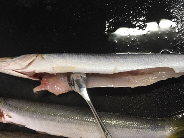 カマスの塩焼き かにの穴