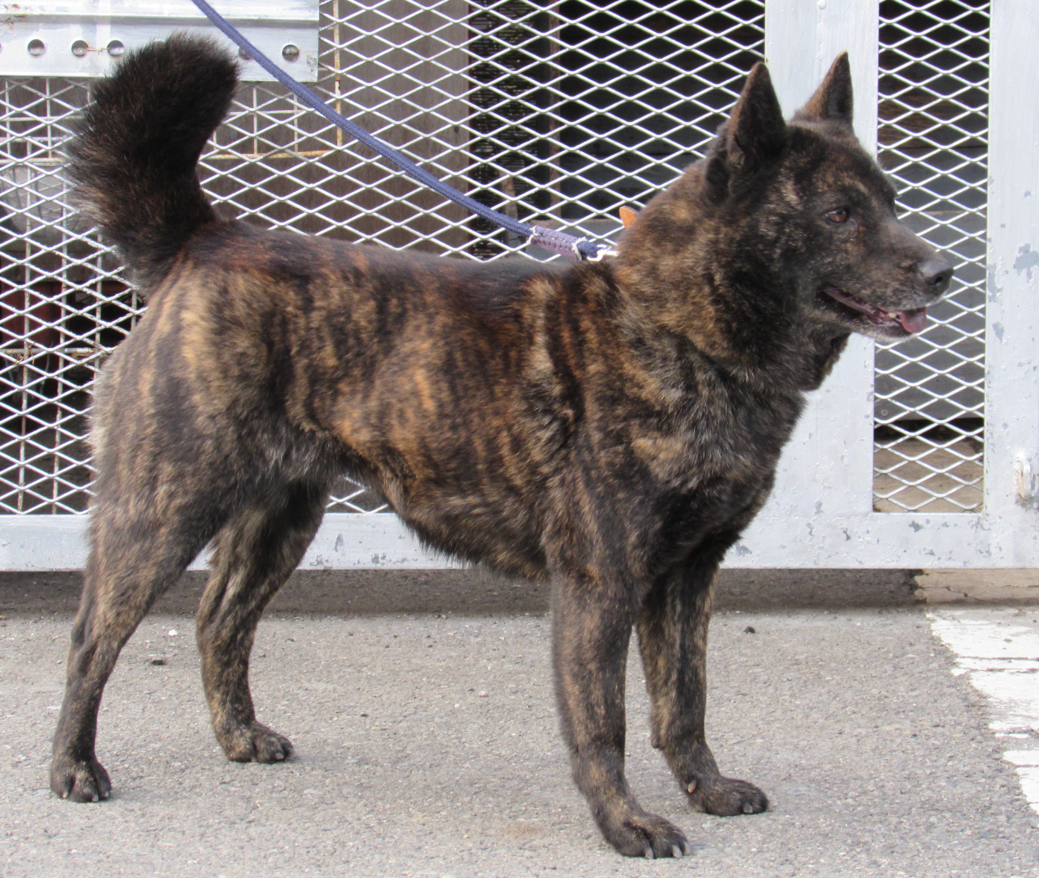 【中古】 愛犬うめのはな わっほぉ/産經新聞出版/南ひろこ トップページ - 秋田犬犬舎｜仔犬情報・出産・在舎犬 能代幸寿荘