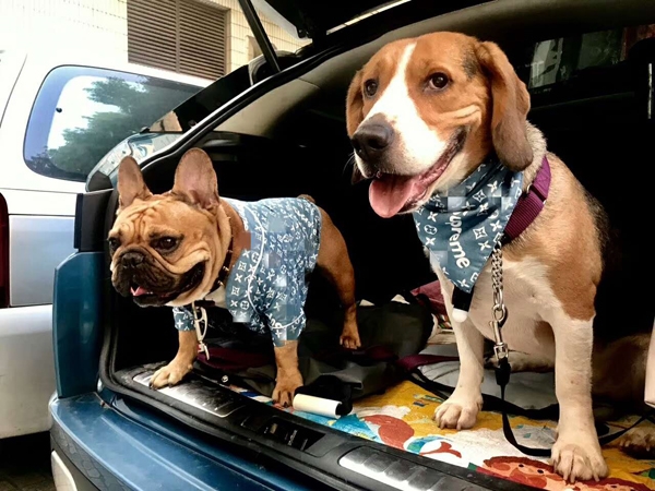 ルイ ヴィトン 犬 服 ルイ・ヴィトン から犬を愛するコミュニティーに