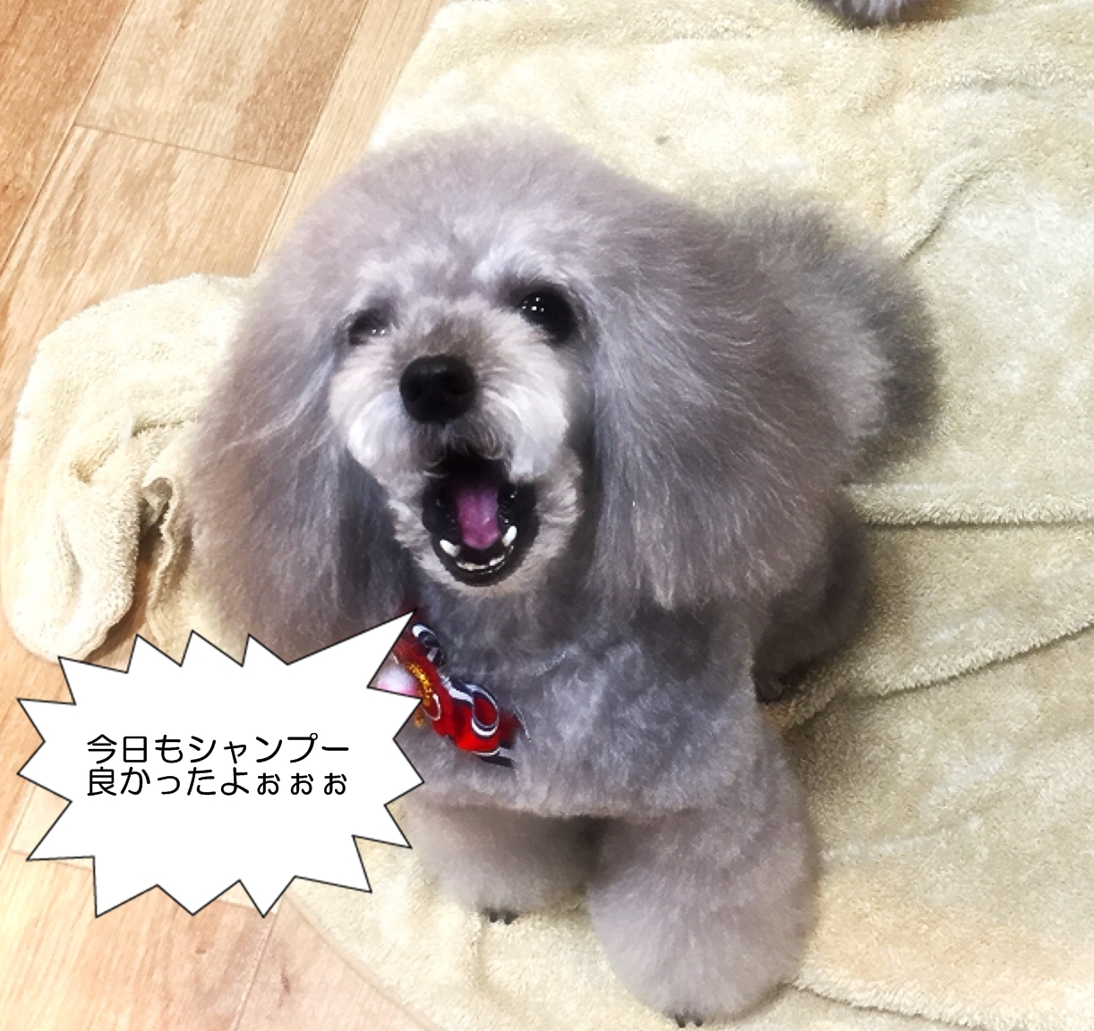 A Loveで使用しているシャンプーのこと Dog Salon Hotel A Love Official Blog