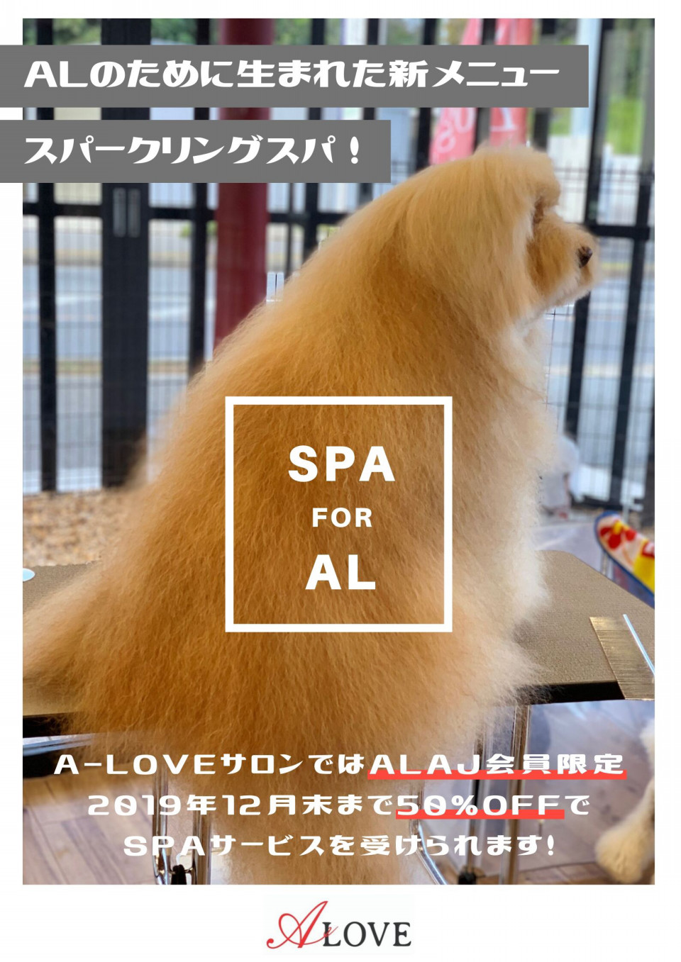 A Love己斐橋店 エーラブコイバシテン 外部ブログ ペットサロン ペット美容室検索ドッグビューティー A Love己斐橋店 エーラブコイバシテン 外部ブログ ペットサロン ペット美容室検索ドッグビューティー