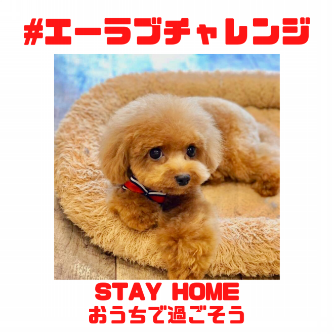 エーラブチャレンジ 始動 Dog Salon Hotel A Love Official Blog