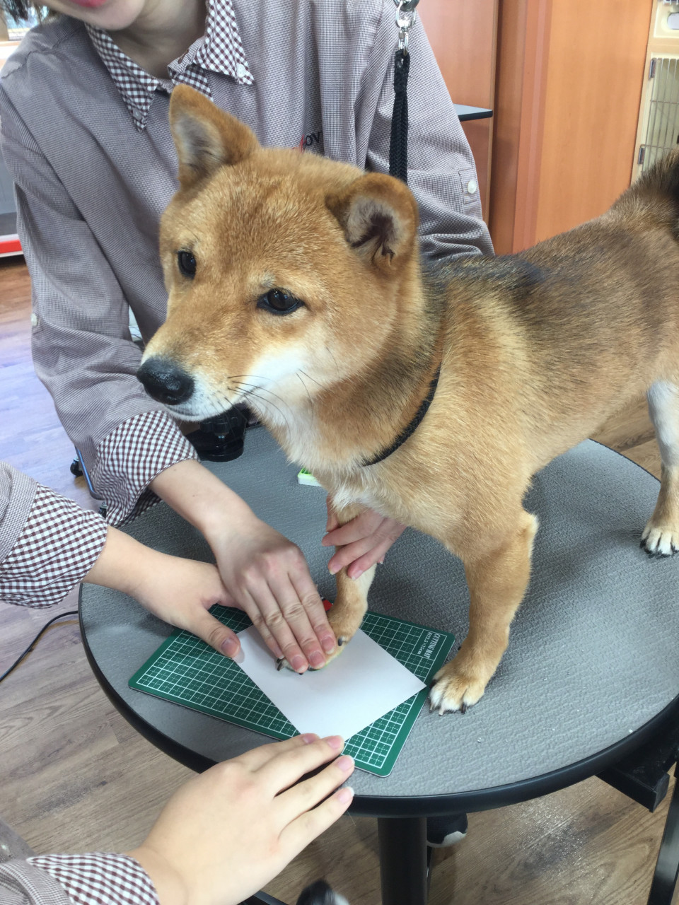 祇園店にてハーフバースデー記念イベントを開催しました Dog Salon Hotel A Love Official Blog