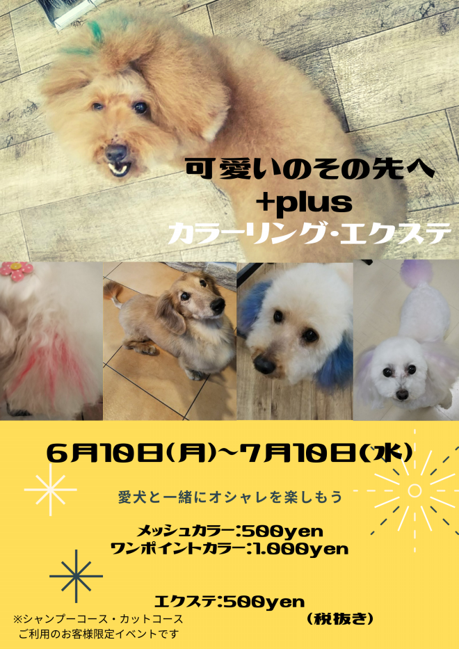 都町店カラーリングイベント Dog Salon Hotel A Love Official Blog