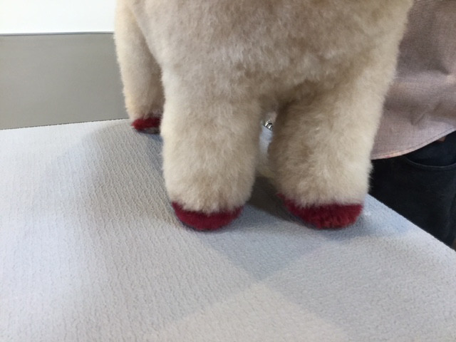 カラーリング導入のお知らせ Dog Salon Hotel A Love Official Blog カラーリング導入のお知らせ Dog Salon Hotel A Love Official Blog