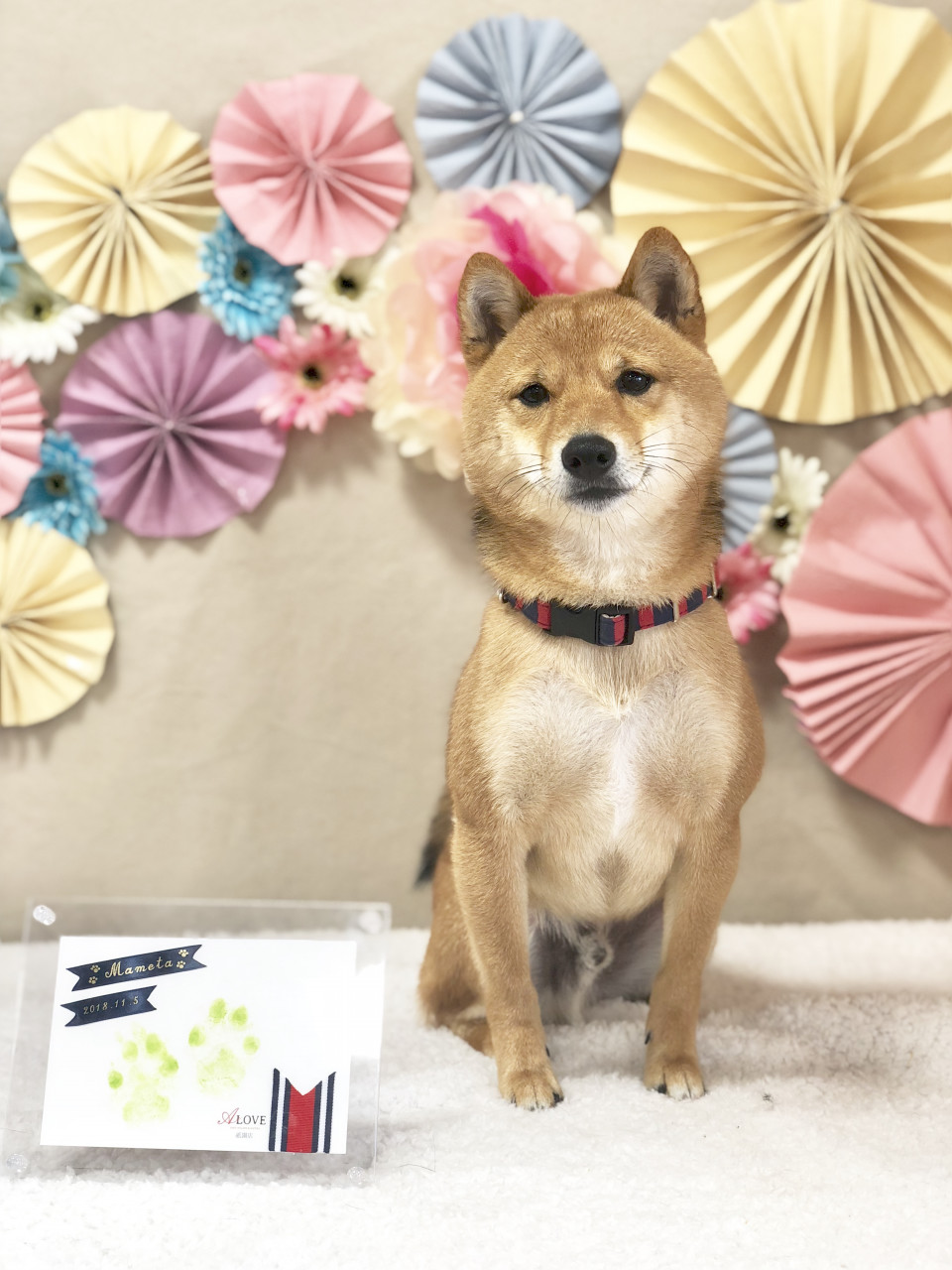 祇園店にてハーフバースデー記念イベントを開催しました Dog Salon Hotel A Love Official Blog