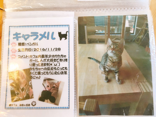 お散歩リーディング 猫カフェ 自由が丘編 サロン エスパス