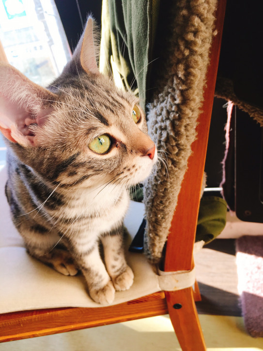 お散歩リーディング 猫カフェ 自由が丘編 サロン エスパス