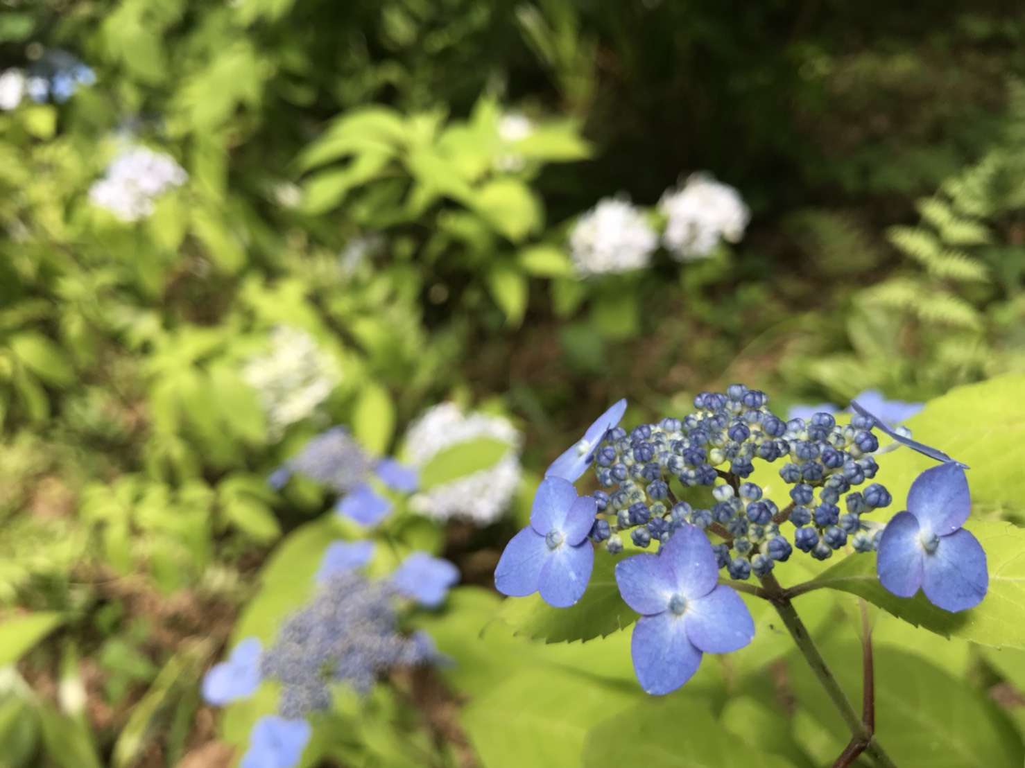 道端に咲く花、梅雨の晴れ間に。 | 空の色と風の音