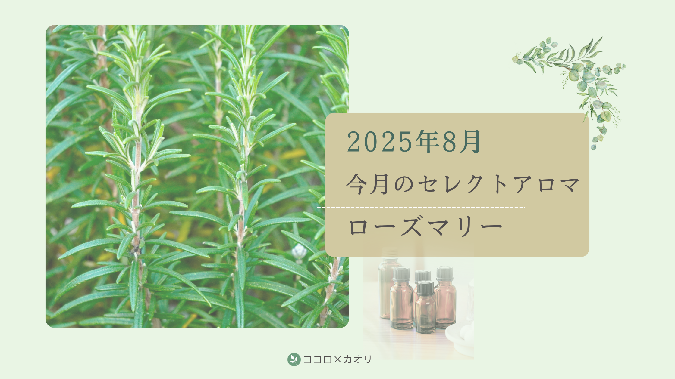 2025年8月＊今月のセレクトアロマ＊ローズマリー | ココロカオリ