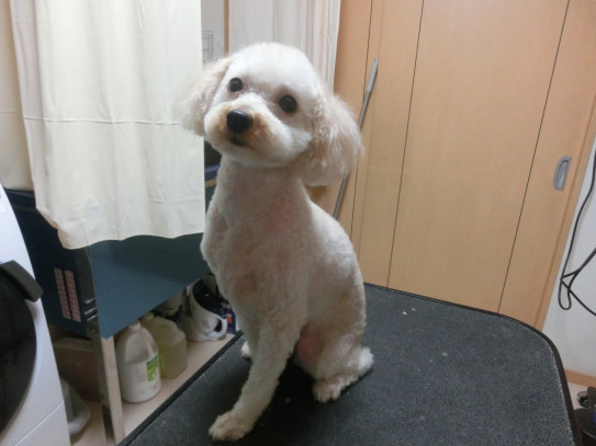 キャンディちゃん 大田区内 無料送迎 彡 わんシャンlohas 彡 わんしゃんろはす キャンディちゃん 大田区内 無料送迎 彡 わんシャンlohas 彡 わんしゃんろはす