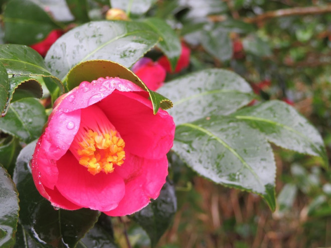 雪の頃に楽しむ 椿 と 山茶花 Kao S Free Box
