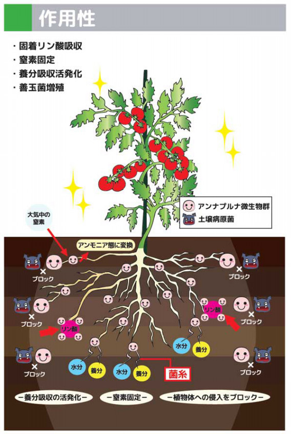 微生物入り土壌改良材 アンナプルナ おすすめです たきの種苗 株式会社