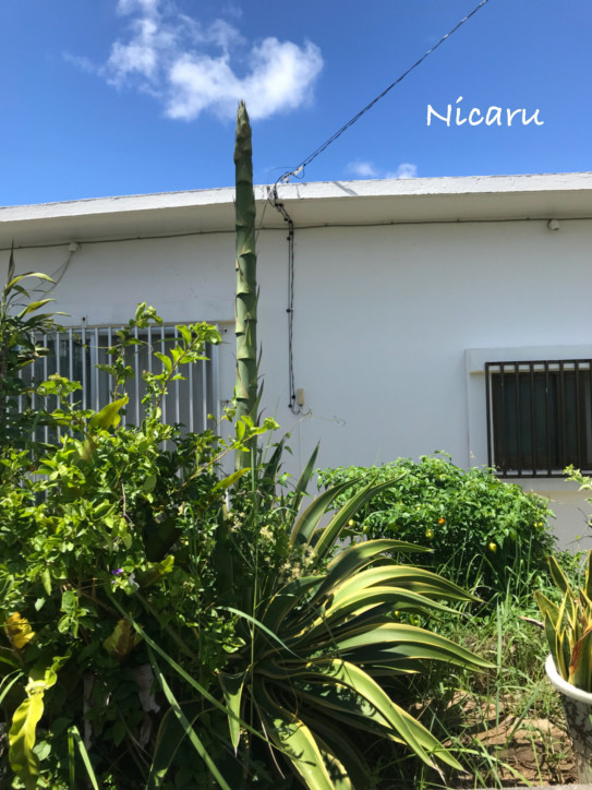 ニョキニョキ 早朝５時からオープン 沖縄県読谷村都屋 Nicaru ニカル 美容室