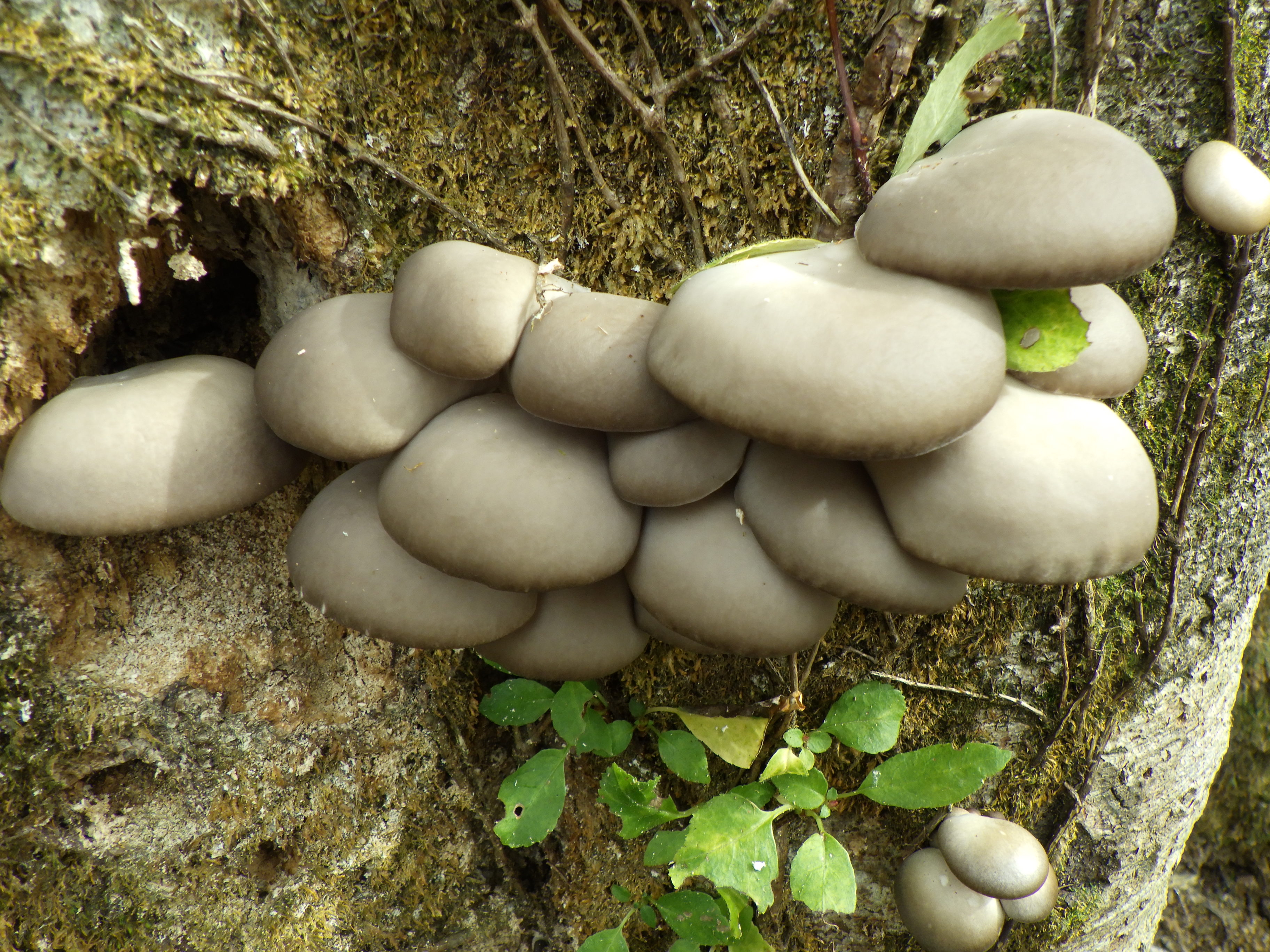 2023.11.8 キノコ採り | 月山／エコプロ／登山／トレッキング／苔の道