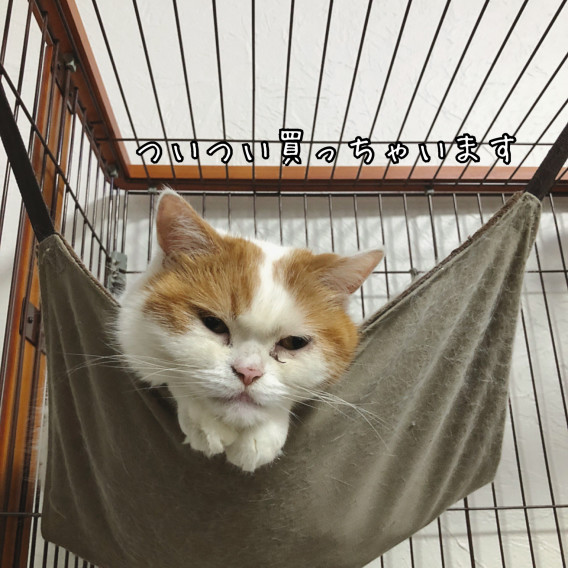 ちょっとした言い換えで考え方が変わる にょろの日常