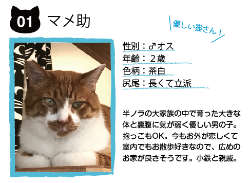里親募集中の猫さん 里親募集型保護猫カフェ Cat S Inn Tokyo キャッツイン東京