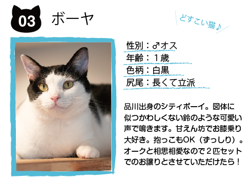 里親募集中の猫一覧  里親募集型保護猫カフェ CATu0027S INN TOKYO 