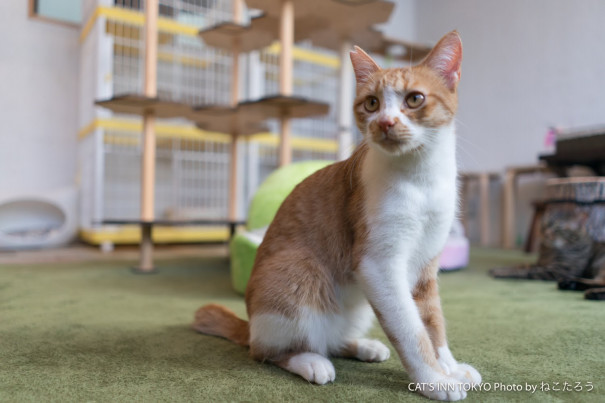 小鉄がモモ保育園へ移籍します 里親募集型保護猫カフェ Cat S Inn Tokyo キャッツイン東京