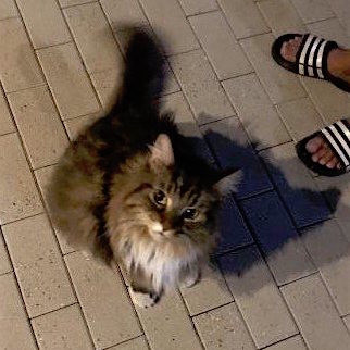 迷子メインクーン おうちへ帰るの巻 里親募集型保護猫カフェ Cat S Inn Tokyo キャッツイン東京